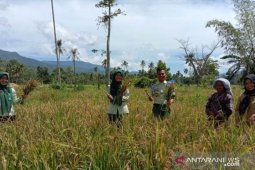 Polbangtan Medan dampingi petani Palas panen padi