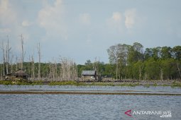Aliansi minta Menteri KP tidak dukung tambak dalam kawasan mangrove