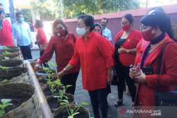 Putri Suastini dukung kader PDIP manfaatkan pekarangan rumah ditanami sayuran