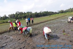 Poktan Sri Mukti Kecamatan Carita Optimalkan lahan rawa Jadi Lahan Tanam Padi