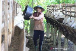 ACT gandeng  peternak lokal siapkan hewan kurban Idul Adha
