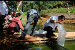 Bupati Sekadau lepas sebanyak 6.000 bibit ikan di kolam Gapoktan