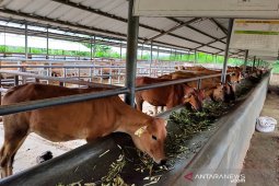 Pemprov Kaltim imbau perusahaan batubara kembangkan pembibitan ternak