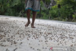 Hama belalang bermunculan di Sumba Timur