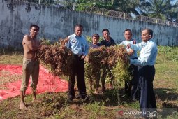 Napi rutan Bengkulu Selatan panen kacang tanah