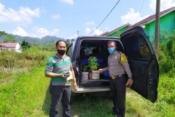 Tanam ganja di rumah, seorang warga ditangkap polisi