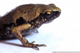 Peneliti LIPI temukan katak mini di selatan Pulau Sumatera