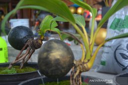 Bonsai Kelapa