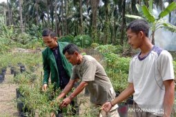 Mahasiswa Polbangtan Medan dampingi perawatan budidaya tanaman cabai
