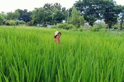 Beras merah Desa Munduk-Buleleng ditingkatkan produksinya