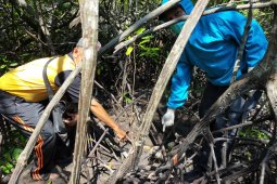 Polisi dalami temuan tengkorak manusia di hutan bakau