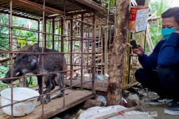 Babi hutan berkaki aneh hebohkan warga