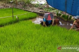 Petani Belitung disarankan percepat tanam padi