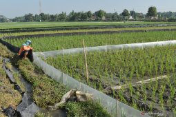 Tanaman padi diserang hama tikus