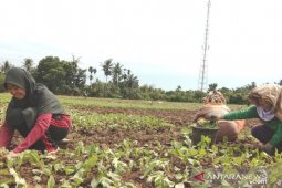 Mahasiswa Polbangtan Medan dampingi petani Langkat bertanam sawi