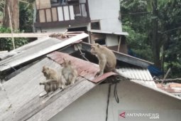 Kawanan monyet liar masuk ke permukiman, warga resah
