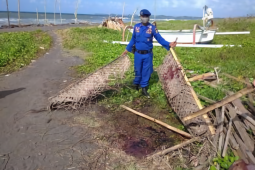 BPSPL Denpasar tangani paus terdampar di Pantai Lembeng