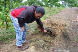 Misteri makhluk haus darah pemangsa ternak di Taput, mampu angkat beban 25 kg hingga bengkokkan besi