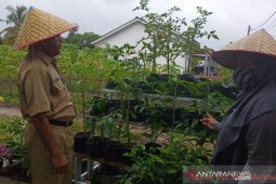 Prioritaskan penguatan pangan keluarga, Dinas Pangan Pangkalpinang optimalkan program P2L