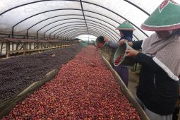 Komoditi kopi Jambi akan diekspor melalui Pelabuhan Talang Duku
