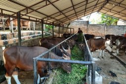 Kota Jambi sosialisasi pemotongan hewan kurban dengan  protokol kesehatan