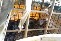 Warga tangkap macan tutul di kaki Gunung Sawal Kabupaten Ciamis