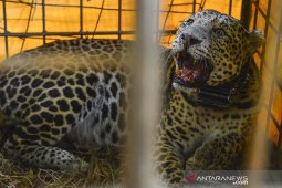 Macan Tutul ditangkap warga