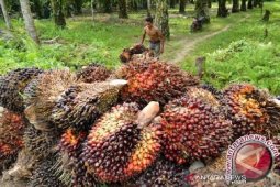Harga CPO Jambi naik Rp100 per kilogram