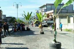 Tanah masih luas, tapi warga tanam pisang di jalan, ada apa ya?