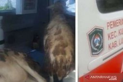 Ambulans desa dipakai angkut kambing, Wabup Lumajang geram dan perintahkan periksa kades