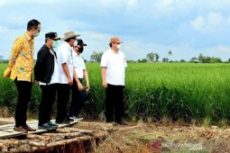 Anggota DPR:  Kementan belum optimal untuk dukung "food estate"