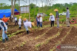 Pemkab Malra kembangkan kebun manunggal