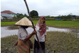 Penyuluh dan petani Sarolangun bersinergi jaga stabilitas ketahanan pangan