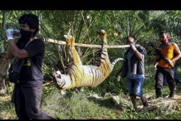 Harimau mati terkena racun