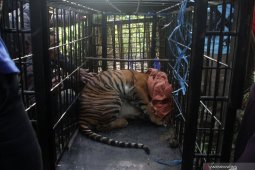 BKSDA catch Sumatran tiger wandering around Solok's plantation area