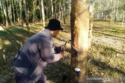 Dampak COVID-19, Mahasiswa Polbangtan Medan sebut harga karet petani Sumsel semakin turun