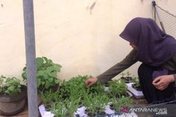 Mahasiswa Polbangtan Medan manfaatkan "styrofoam" makanan sebagai media tanam sayuran