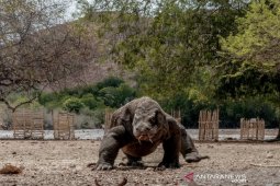 Ministry highlights rising Komodo dragon population in past few years