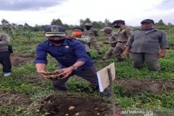 Panen perdana kentang di tengah pandemi COVID-19, Bupati Nikson apresiasi Martohap Aritonang