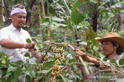 Warga Wanagiri-Buleleng kelola hutan desa untuk tanaman kopi