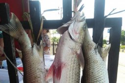 Ribuan anak ikan mikih di Mukomuko mati
