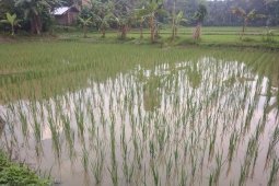 Di tengah pandemi COVID-19, Petani  Lebak laksanakan percepatan tanam