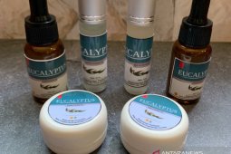 Antivirus eucalyptus untuk COVID-19 diproduksi massal oleh swasta