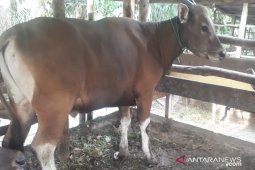 Dompet Dhuafa targetkan 200 hewan kurban