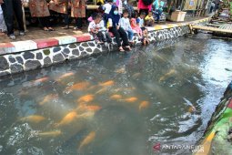 Sayuran akuaponik di Kampung Tangguh Lembur Tohaga Kujang Bogor Lodaya