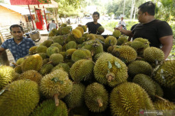 Pontianak mulai "banjir" durian, jadi berkah bagi petani dan penjual