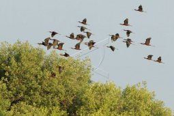 Ekowisata untuk Konservasi Burung Air