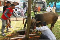 Dispangtan Kota Bandung sediakan tempat khusus penjualan hewan kurban