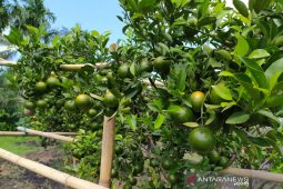 Agrowisata makin diminati warga Bengkulu
