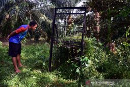 Dua beruang madu masuk ke perkampungan